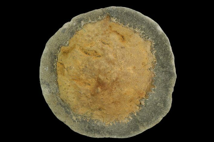 Fossil Crab (Trichopeltarion) Nodule Half - New Zealand #129397